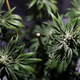 CBD is one of the two major components in the cannabis plant, seen above.